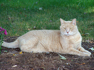 Tony, the office cat, enjoying some nice weather outside the clinic